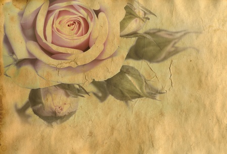 pink rose on vintage paper background の写真素材