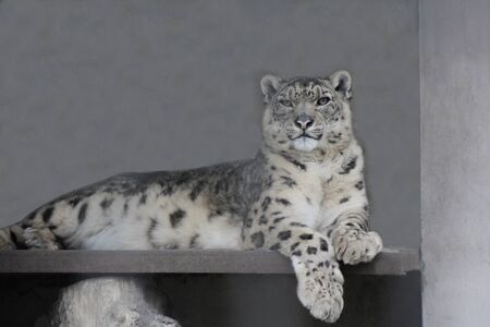 Portrait of a male snow leopard