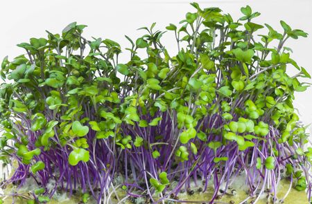 Sprouts of young cabbage on a white backgroundの写真素材
