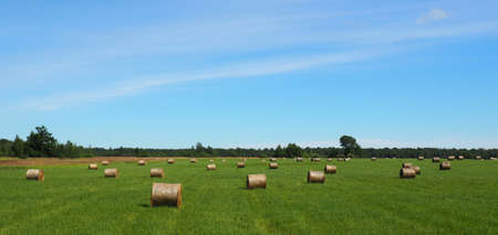 Rolls of mown hay on a green fieldの写真素材