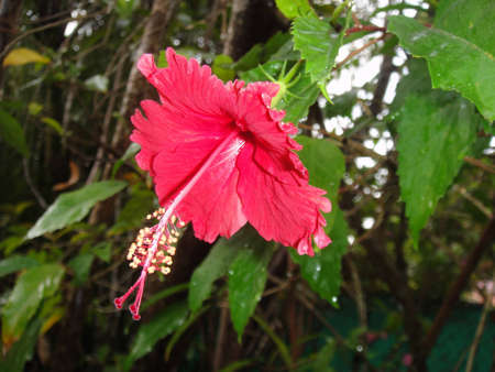 Hibiscus flowerの写真素材