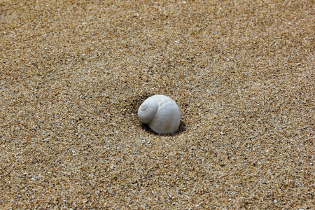 Shell on the beachの写真素材