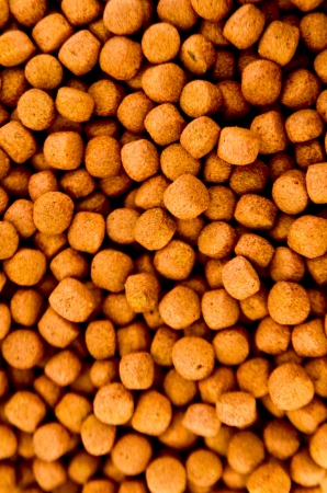 forage for the dogの写真素材