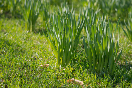 Spring is comming and all greens are waiking up. The buds are on the branches, the grass is raising...