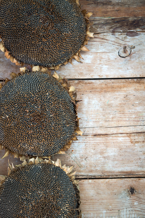 Top view of some dried sunflowers on a wooden background.の写真素材