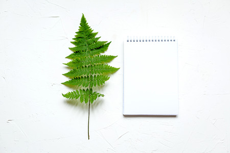 Green fern, white notebook, a pen, a telephone on white backgroundの写真素材