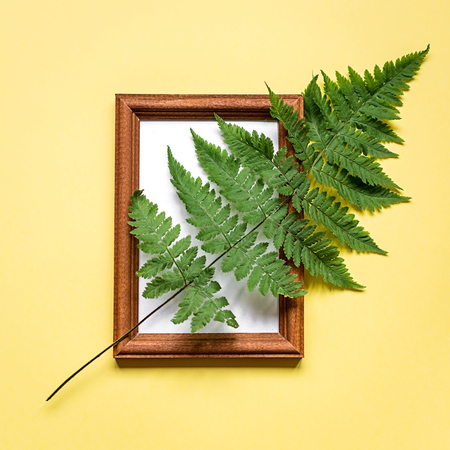 A branch of green fern on yellow paperの写真素材