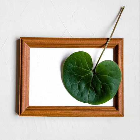 Wooden framework on white concrete background, green leaf.の写真素材