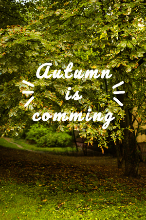 The beginning of the fall, rainy weather. Dry yellow leaves. Text. Wallpaperの写真素材