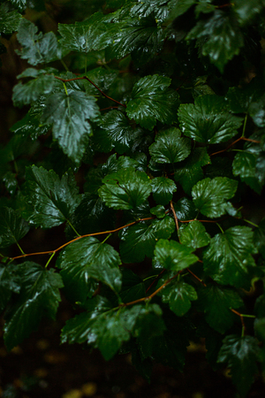 Green leaves background. Wet weather. Rain.の写真素材