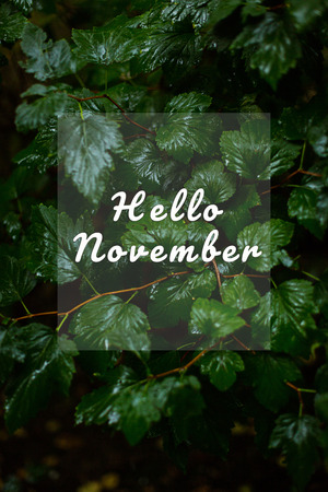 Green leaves background, rainy weather. Text. Hello, November. Vertical viewの写真素材