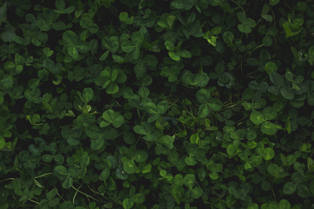 Background of green clover grass. Summer or spring season. Copy space.の写真素材