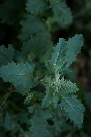 green nettle in a wild life or in a steppe in daylight. Summer season.の写真素材