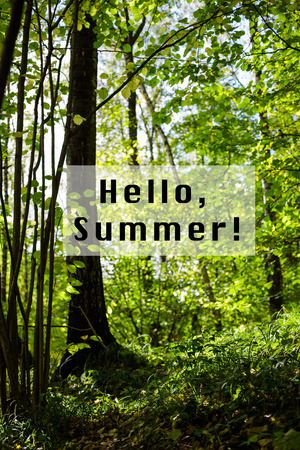 Green grass and trees in the park or wood. Hello, summer Text.の写真素材