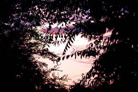 Pink sunset through the leaves. Silhouette of tree on the evening sky. Colorful background.の写真素材