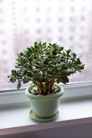 Green money tree in a pot is on the windowsill. Wabi Sabi styli of interior in the house. Home comfort and minimalism.の写真素材