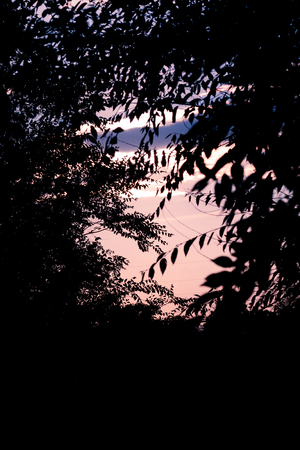 Pink sunset through the leaves. Silhouette of tree on the evening sky. Colorful background.の写真素材