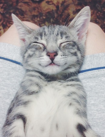 A grey pet cat is sleeping