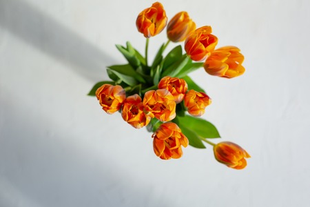 Spring orange tulips in a bunch on white background.の写真素材