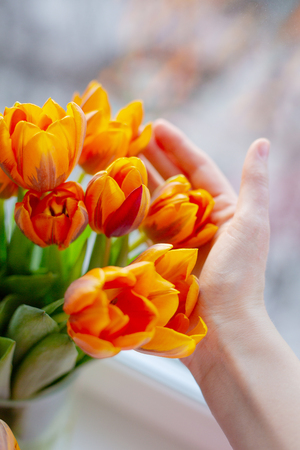 Spring orange tulips  in a vase near the window in the morning.の写真素材
