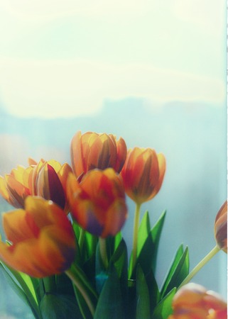 Spring orange tulips  in a vase near the window in the morning. Toned image.の写真素材