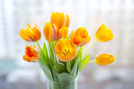 Spring orange tulips  in a vase near the window in the morning.の写真素材