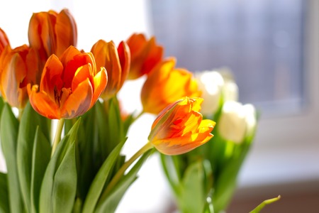 Two vases of spring orange tulips on the table near the window in the morning.の写真素材