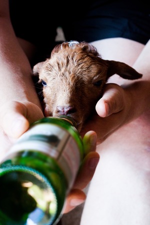 Karakul brown lamb is feeding milk  from the bottle with the help of a man.の写真素材