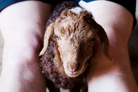 Karakul brown lamb is feeding milk  from the bottle with the help of a man.の写真素材