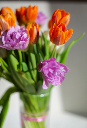 Bouquete of colorful spring tulips on white background in a sunny day. Purple, orange and white fresh flowers.