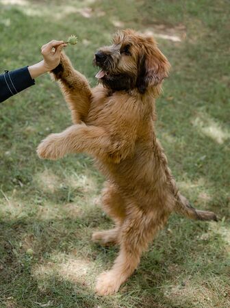 A red puppy briard playing in the park. 3 month's French shepherd is having fun and running commands.の写真素材