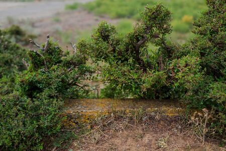 Background with a wild green bush. Copy space, natural frame.の写真素材
