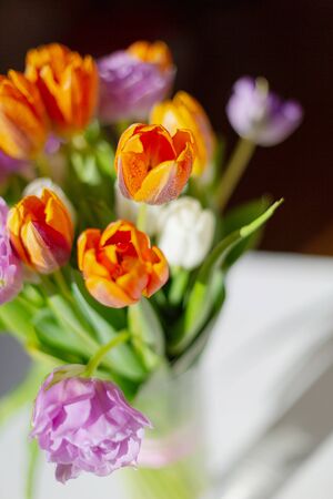 Bouquete of colorful spring tulips on white background in a sunny day. Purple, orange and white fresh flowers.の写真素材