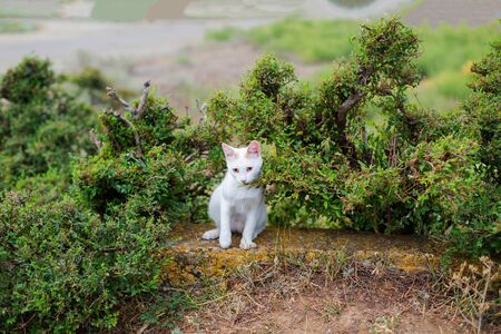 A young white domestic and cute cat is sitting in a green wild bush. Waits a petting.の写真素材