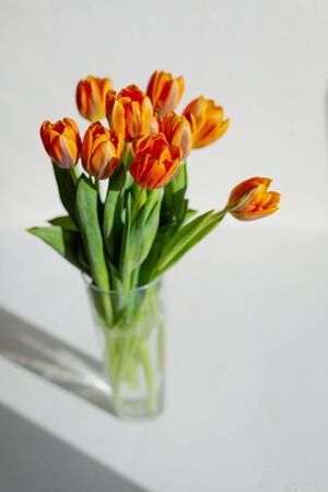 Spring orange tulips in a vase on the white background.の写真素材