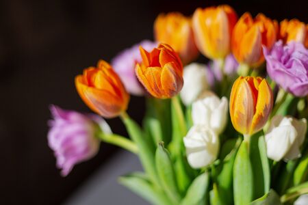 Bouquete of colorful spring tulips on white background in a sunny day. Purple, orange and white fresh flowers.の写真素材