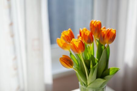 Spring orange tulips in a vase near the window in the morning.の写真素材