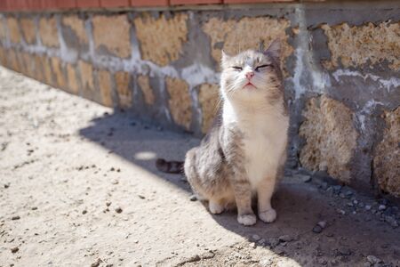 A domestic grey cat is sitting in the shadow and feeling the warmth of sun beams. Spring is beginning.の写真素材