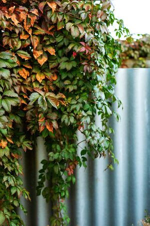 Colorful ivy or vine branches in the garden in autumn in the early  evening in the village. Green, orange, yellow and red leaves pattern.の写真素材