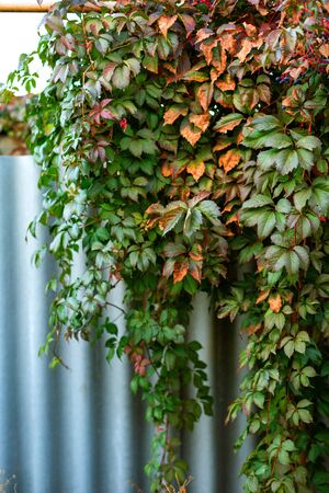 Colorful ivy or vine branches in the garden in autumn in the early  evening in the village. Green, orange, yellow and red leaves pattern.の写真素材