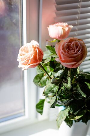 High fresh ranunkuluses in a vase on the window. Shadow and sun beams through the window shutter.の写真素材