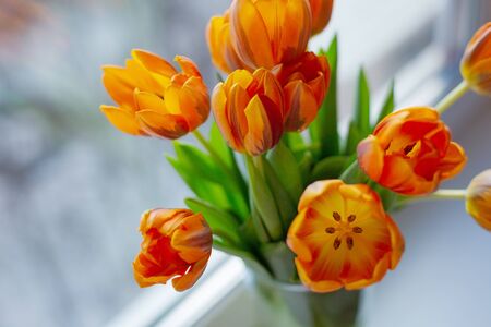 Spring orange tulips  in a vase near the window in the morning.の写真素材