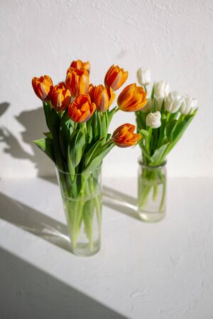 Two vases with spring orange and white tulips are on the white table near the windoow. Contrast light.の写真素材