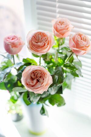 High fresh ranunkuluses in a vase on the window. Shadow and sun beams through the window shutter.の写真素材