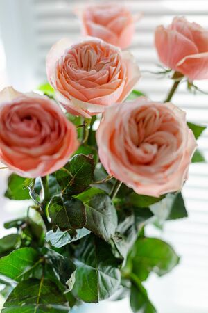 High fresh ranunkuluses in a vase on the window. Shadow and sun beams through the window shutter.の写真素材
