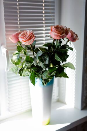 High fresh ranunkuluses in a vase on the window. Shadow and sun beams through the window shutter.の写真素材