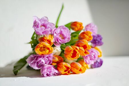 Bouquete of colorful spring tulips on white background in a sunny day. Purple, orange and white fresh flowers.の写真素材