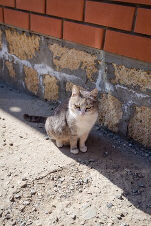 A domestic grey cat is sitting in the shadow and feeling the warmth of sun beams. Spring is beginning. の写真素材