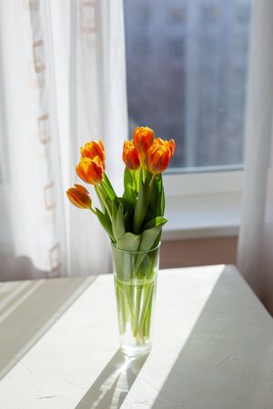 Spring orange tulips in a vase near the window in the morning.の写真素材