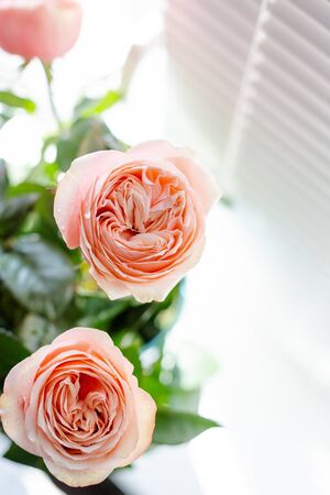 High fresh ranunkuluses in a vase on the window. Shadow and sun beams through the window shutter.の写真素材
